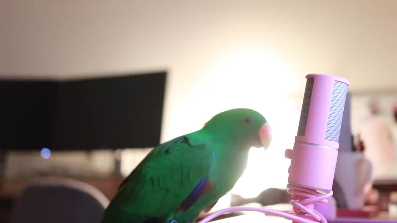 watch now Bird Whispers Into Microphone for 5 Minutes Straight