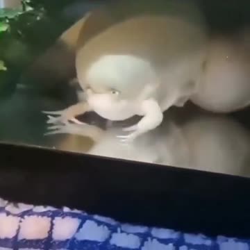 Does anyone know this animal?