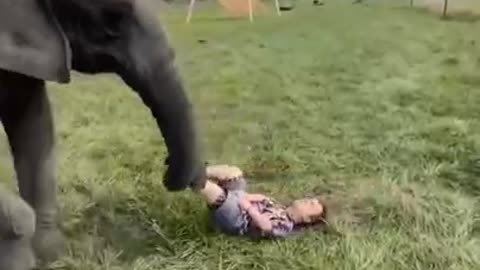 when ELEPHANT show their power FUNNY MOMENT