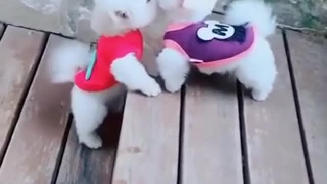 *Super Cute Dog! Cute and Funny Dog Video*