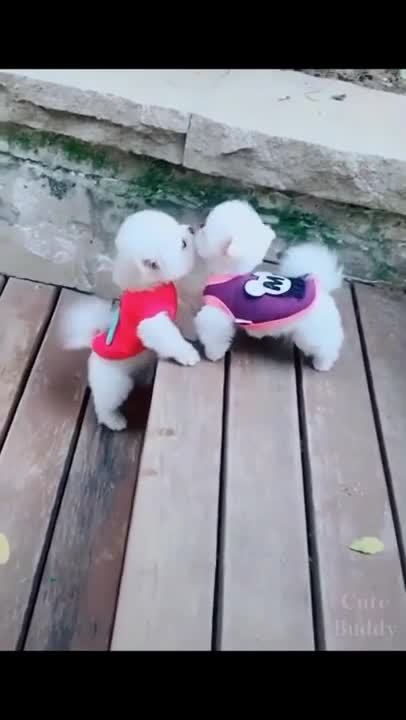*Super Cute Dog! Cute and Funny Dog Video*