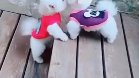 *Super Cute Dog! Cute and Funny Dog Video*