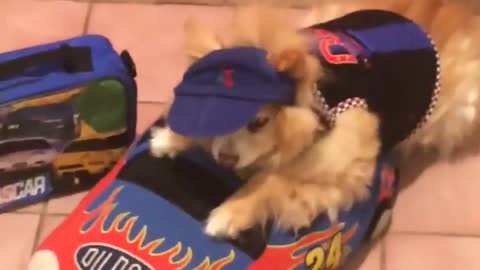 Small tan dog sits in toy car