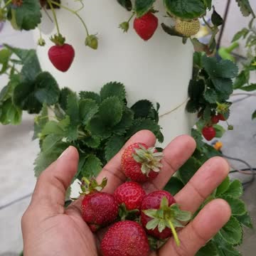 Grow your own STRAWBERRIES