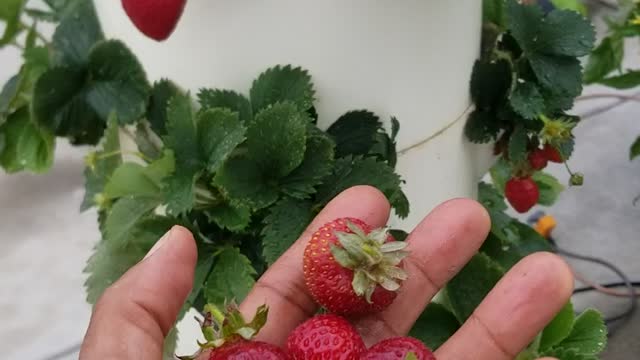 Grow your own STRAWBERRIES