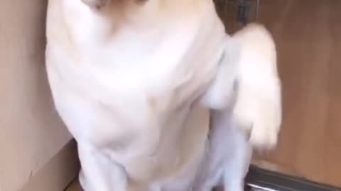 Labrador who has been hungry