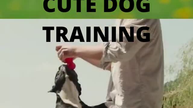 CUTE DOG TRAINING