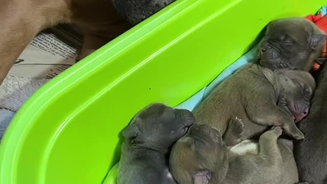 Many little dogs