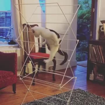 She is awesome get ready for the acrobat's championship