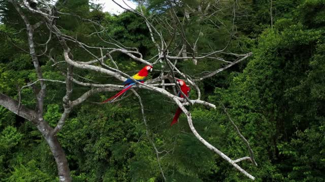 Wildlife scarlet macaws parrots flying and resting on a branch Costa Rica