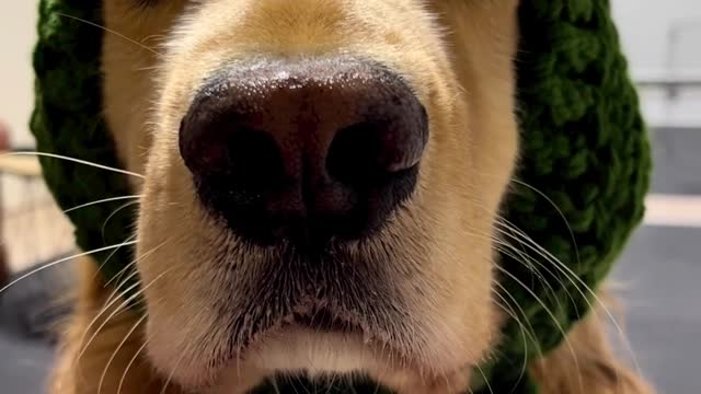 Dog Is Checking What Is Going On