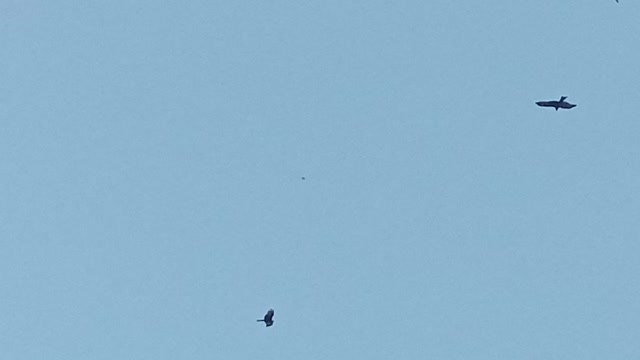 Eagles and glider passes over