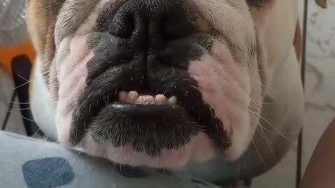 English bulldog wanting to sleep with his owner