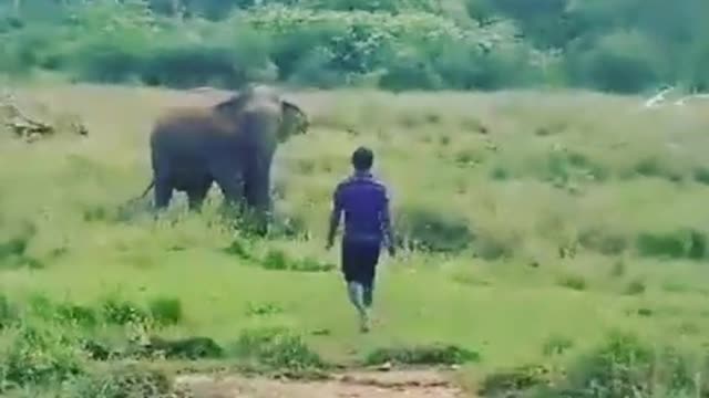 Wild elephant attack on a man...