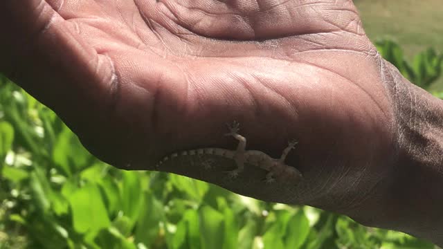 Beautiful lizard
