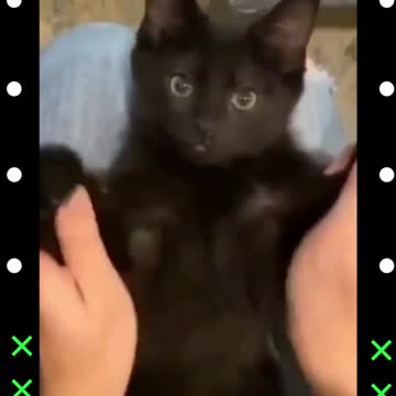 Look at this cutest kitten.