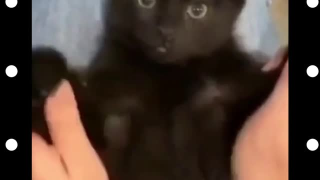 Look at this cutest kitten.