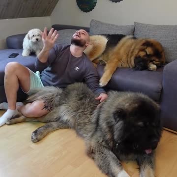 funny|prank|jokes|funny jokes|dad jokes|funny memes|funny video|fun|laughing|funny animal|knock