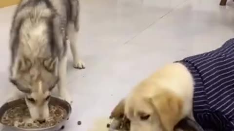 Funny dog eating food so messy