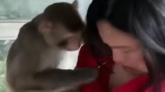 Crazy monkey