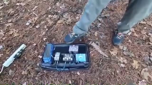 A Tree Actually PLAYS MUSIC!