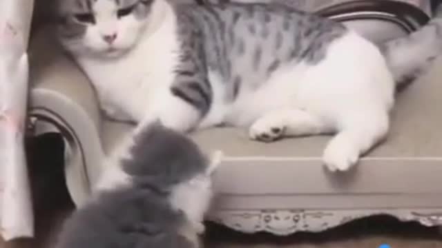 Mom Cat playing and talking to her Cute Meowing baby Kittens