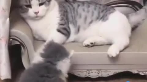 Mom Cat playing and talking to her Cute Meowing baby Kittens