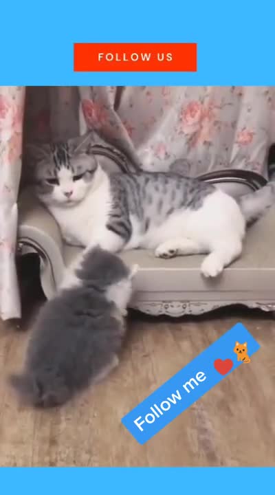 Mom Cat playing and talking to her Cute Meowing baby Kittens