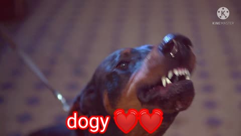 Dog 💓💓💓