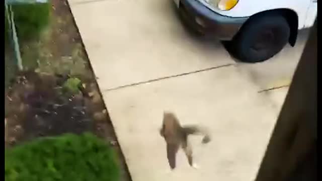 crazy cats