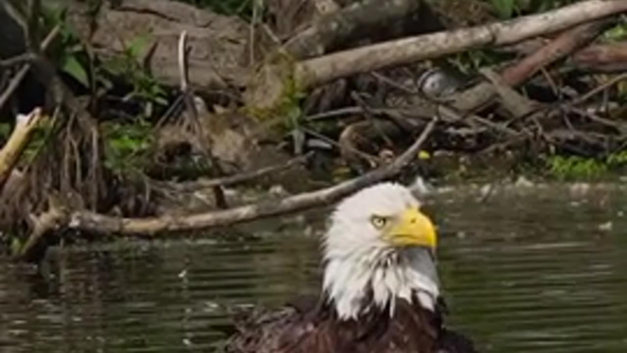 Majestic eagle morning wash 😊😍