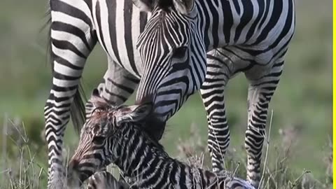 Adorable Moment Mother Greets Newborn CALF