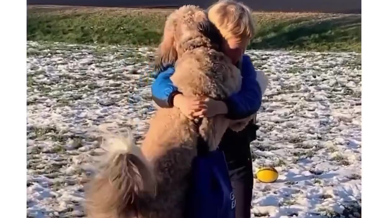 Amazon doesn't have this👦🐕#amazon#dog##friend#