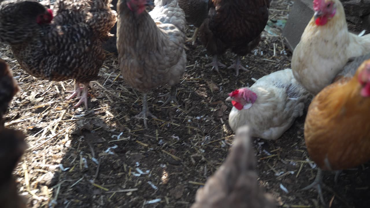 I sacrifice something precious to me for my hens.