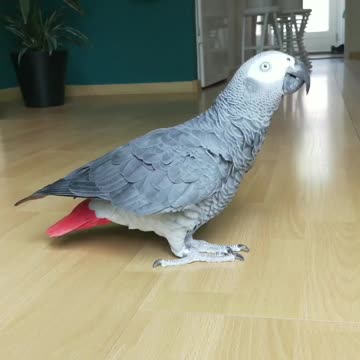Parrot dance slomotion