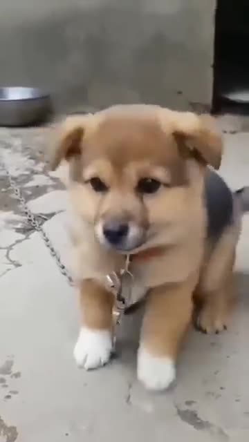 Cute puppy barking traning animals and animals and