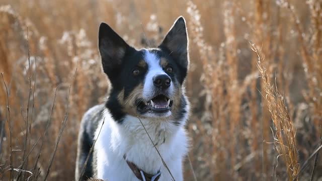 Dog in a Field