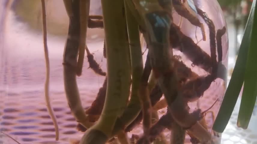 roots of aquatic plants