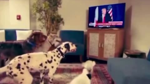 DAN SCAVINO POSTS DOG COMMS