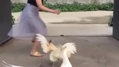 Video Remix. Running.