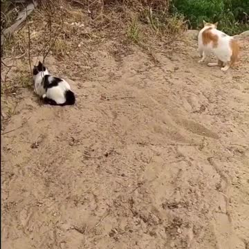 OS GATOS ENGRACADOS 3