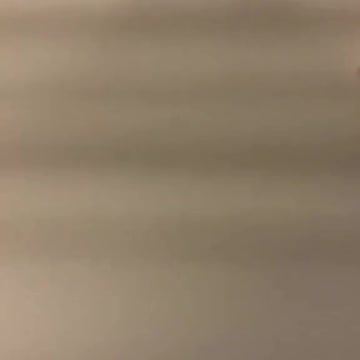 who doesn't have a dog hunts with a cat