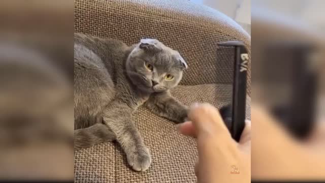 cute cat activity