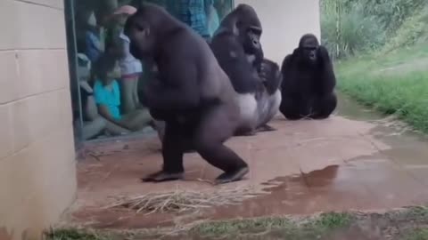 Funny video