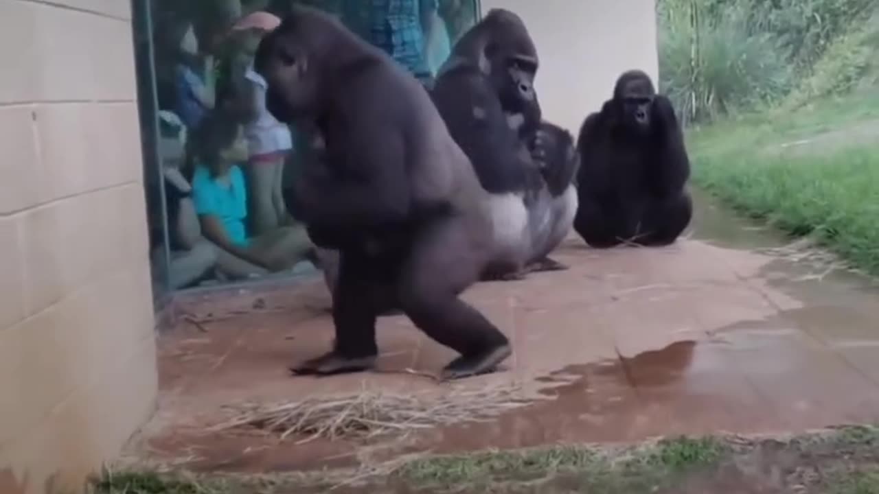 Funny video
