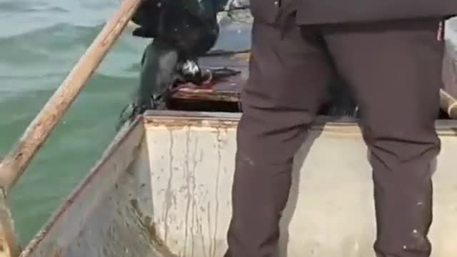 Amazing Bird Catch Fish for Owners