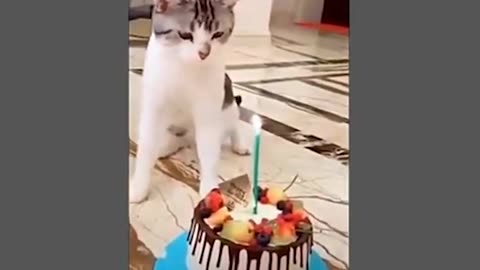 Funny cats 2023
