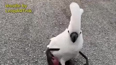 Dog entertainment video