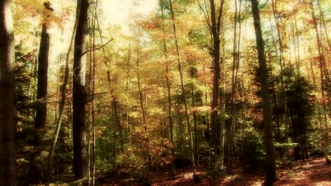 Sawyer Trail