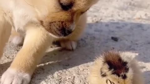 cutest puppy ever